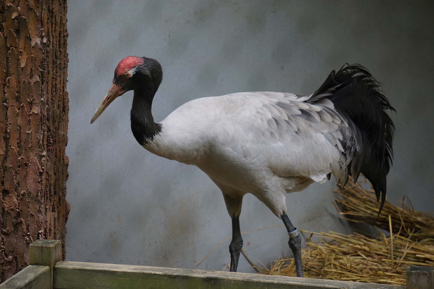 Black-necked crane (Grus nigricollis)