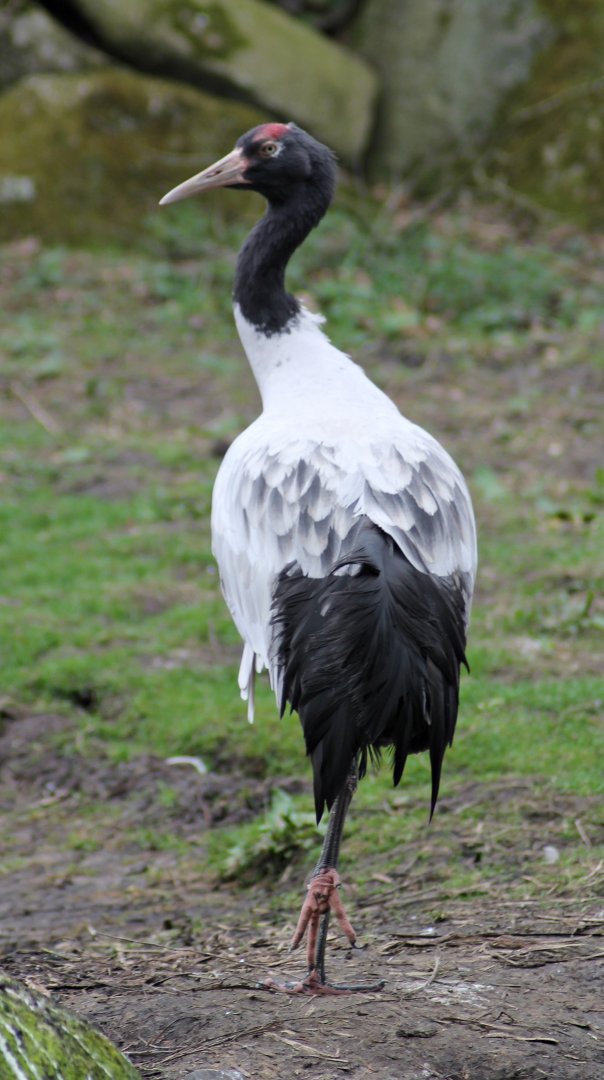 Black-necked crane (Grus nigricollis)