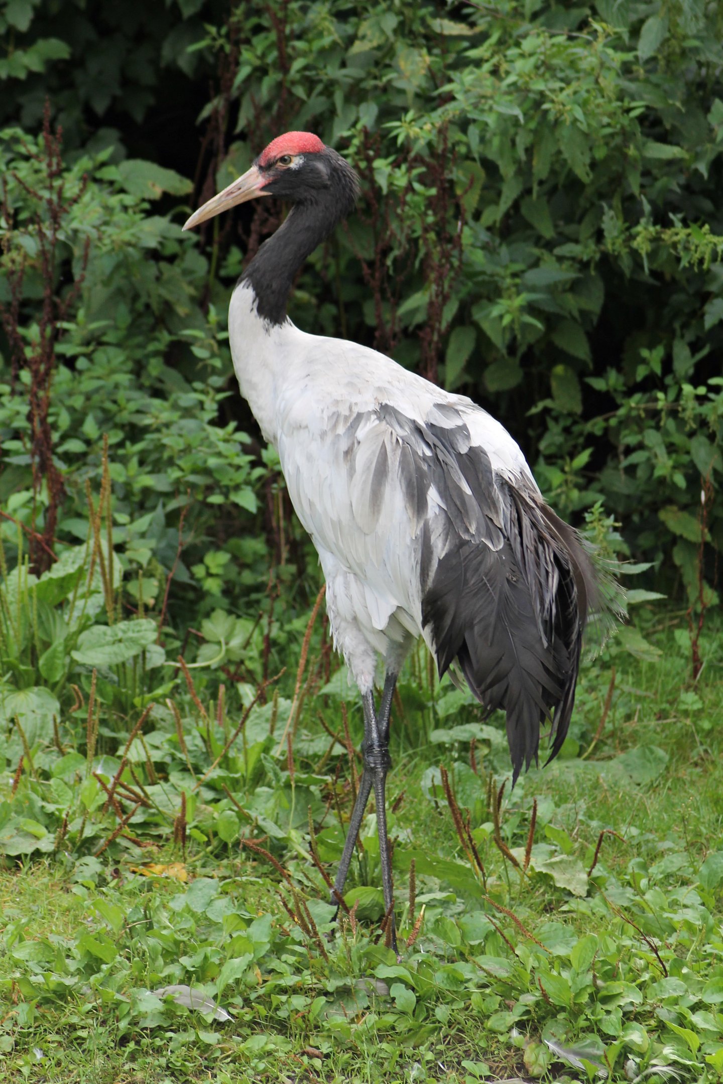 Black-necked crane (Grus nigricollis)