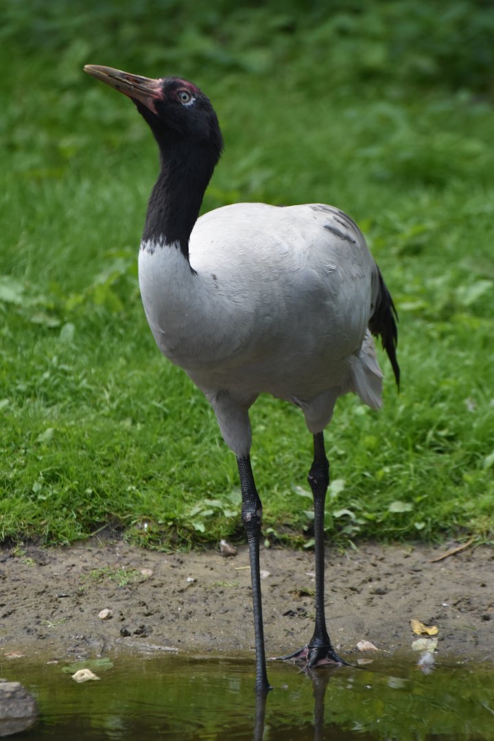 Black-necked Crane Grus nigricollis