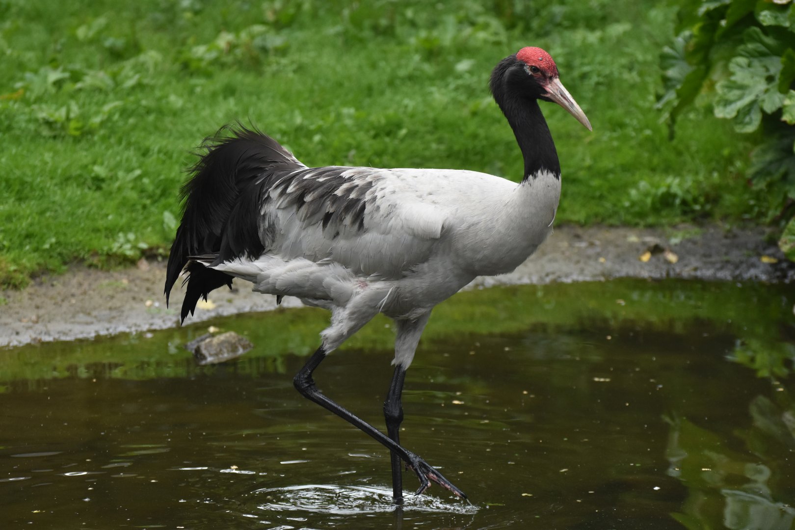 Black-necked Crane Grus nigricollis