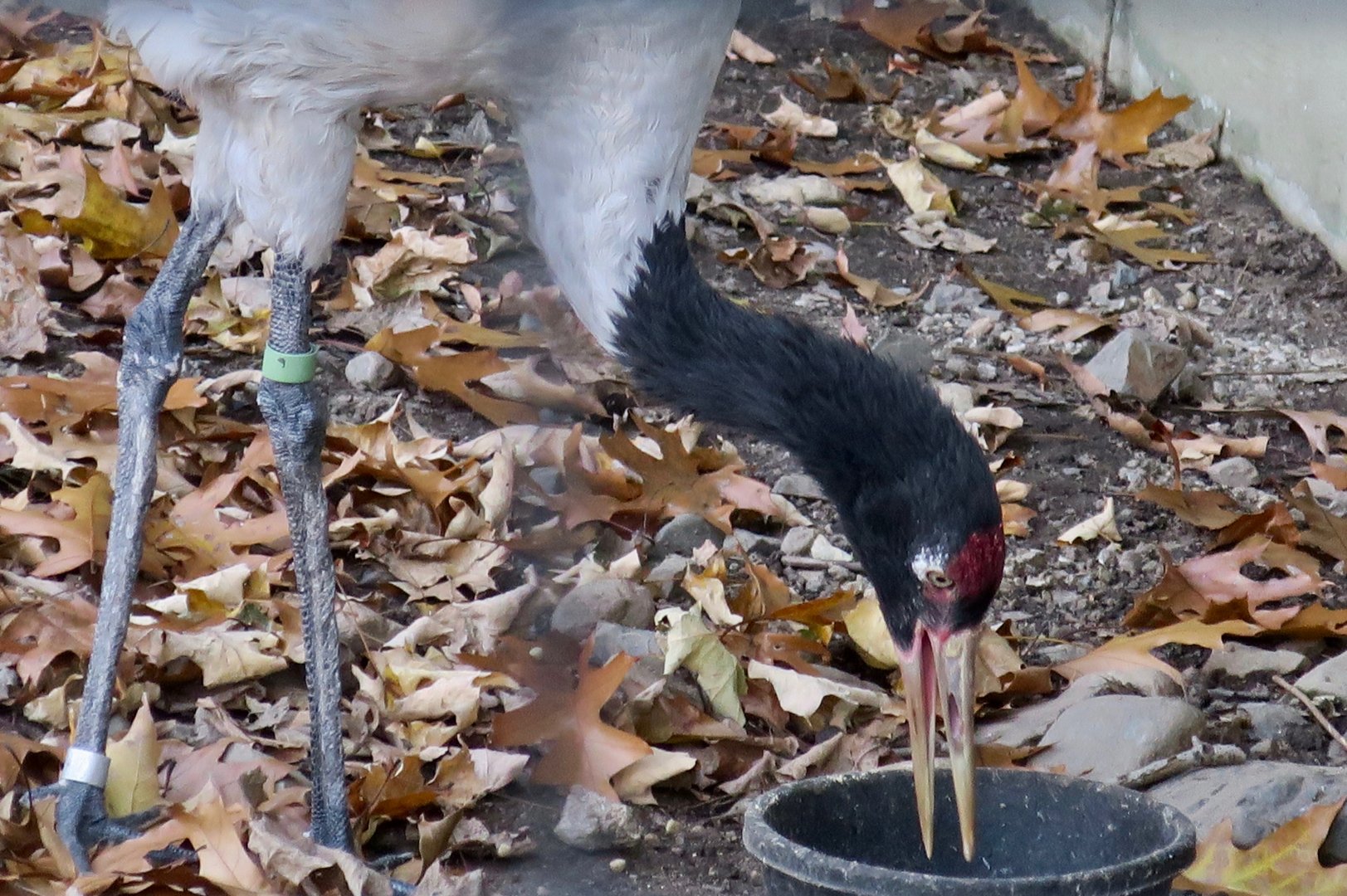 Black-Necked Crane (Grus nigricollis)