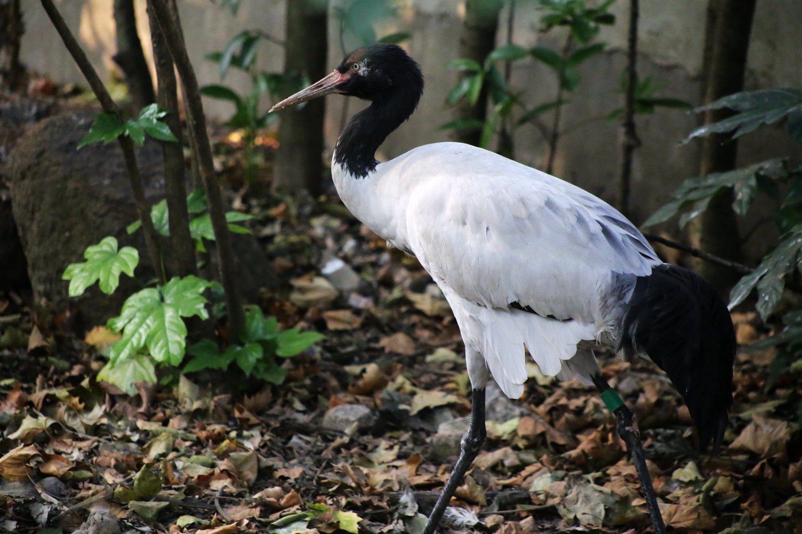 Black-necked Crane (Grus nigricollis)