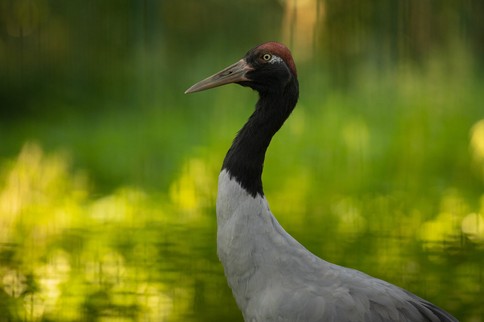 Black-necked crane (Grus nigricollis)