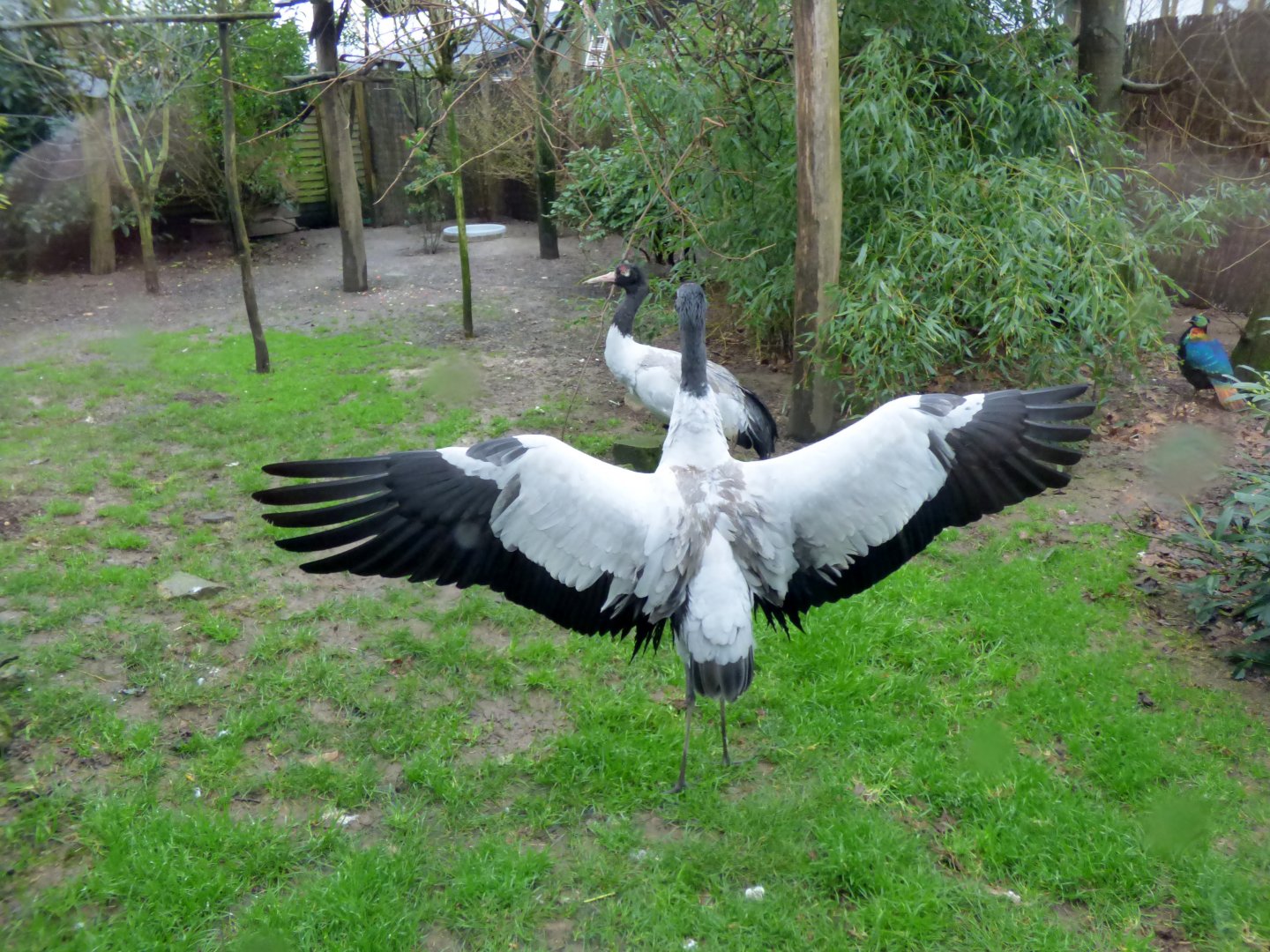 Black-necked crane (Grus nigricollis)