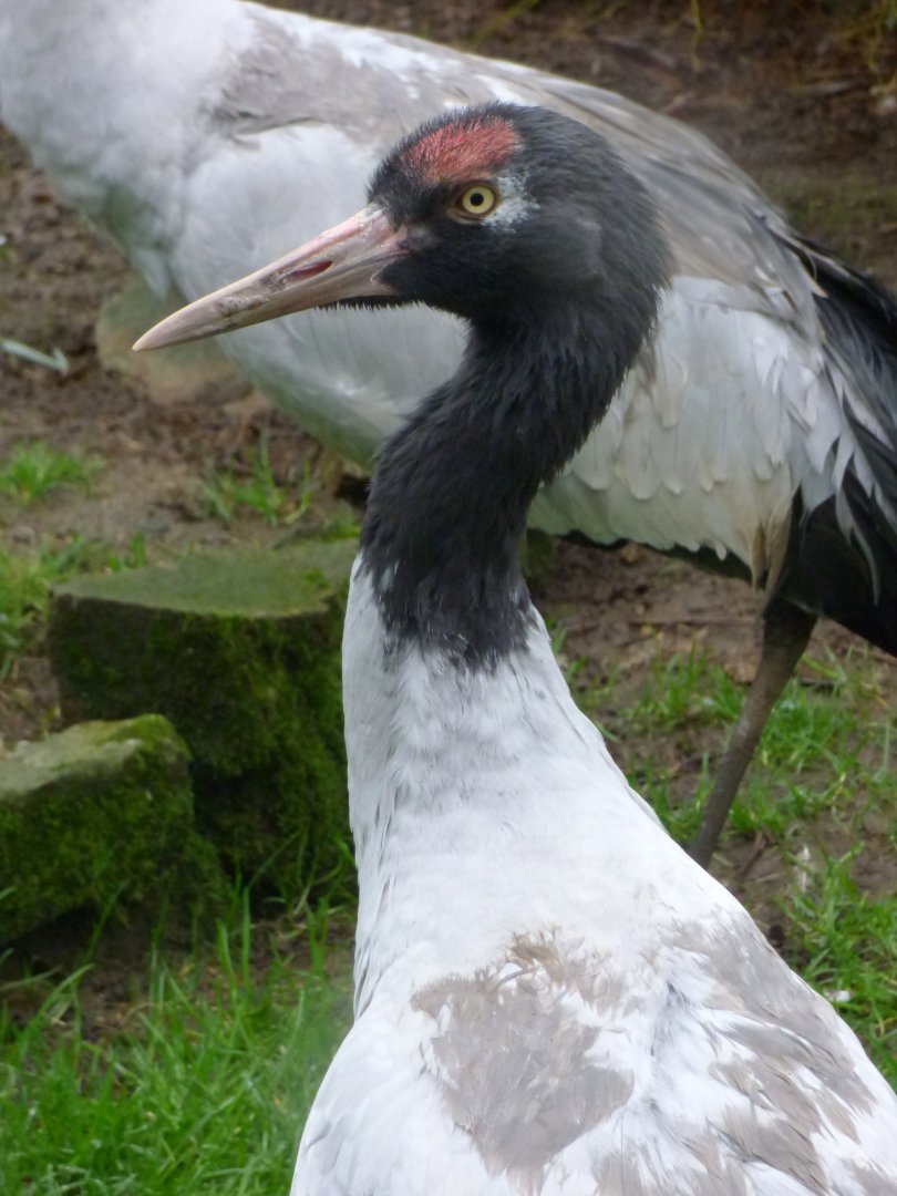 Black-necked crane (Grus nigricollis)