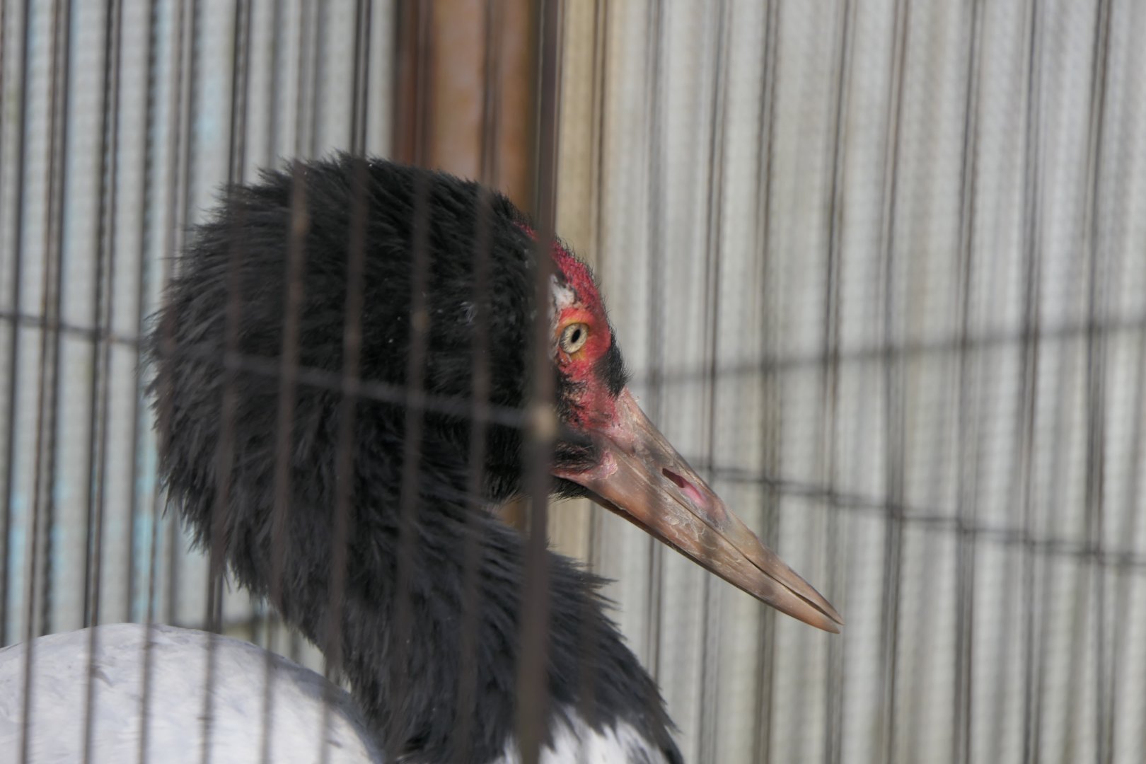 Black-necked Crane (Grus nigricollis)