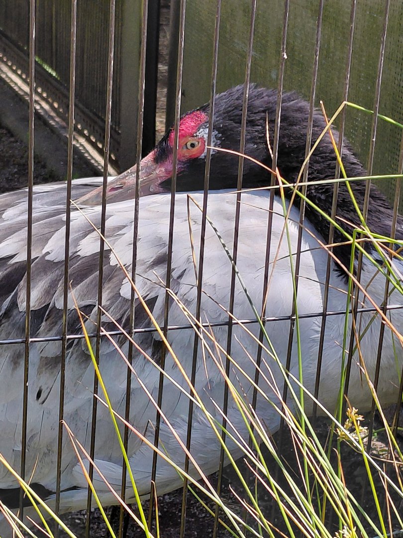 Black necked Crane (Grus nigricollis)