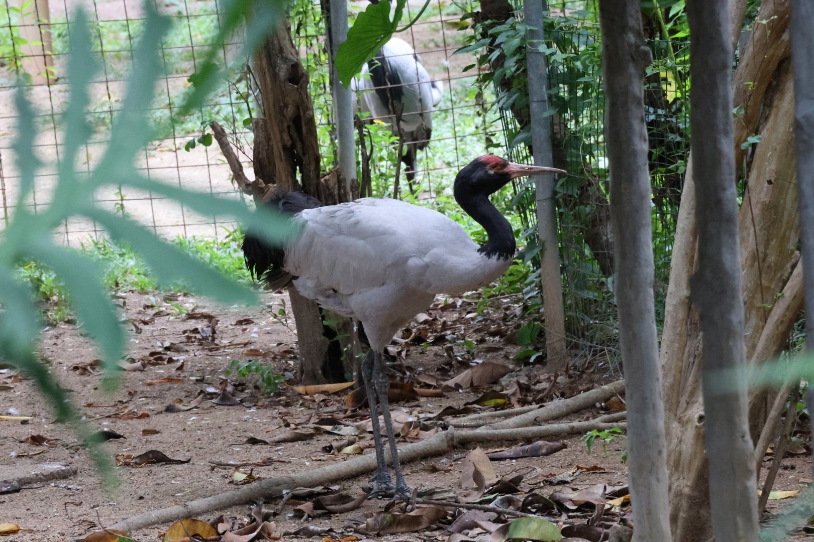 Black-necked crane (Grus nigricollis)