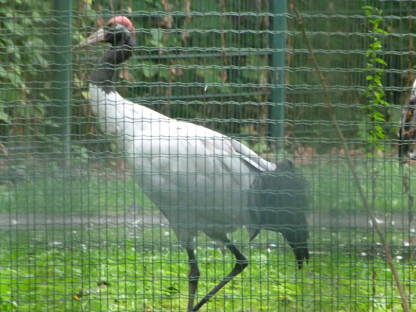 Black-necked crane -Tierpark Berlin (2024)
