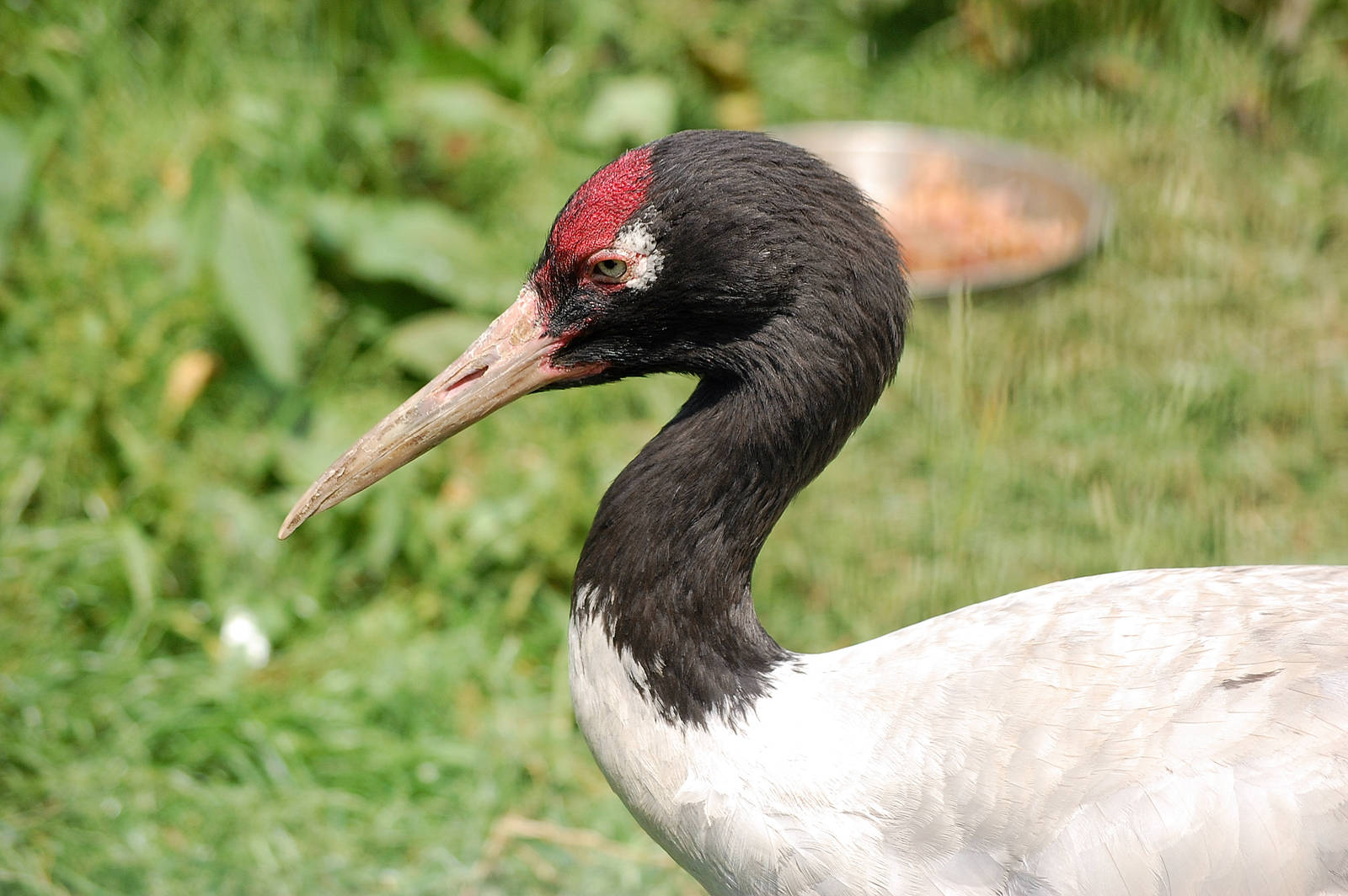Black Necked Crane