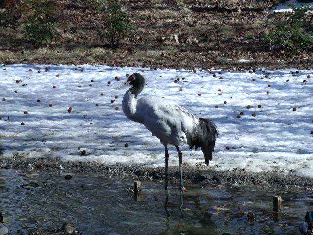 Black-Necked Crane