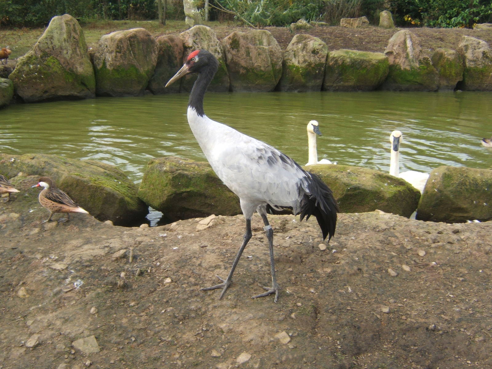 Black-necked Crane