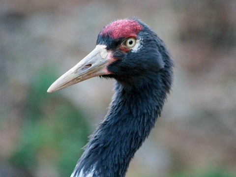Black-necked Crane
