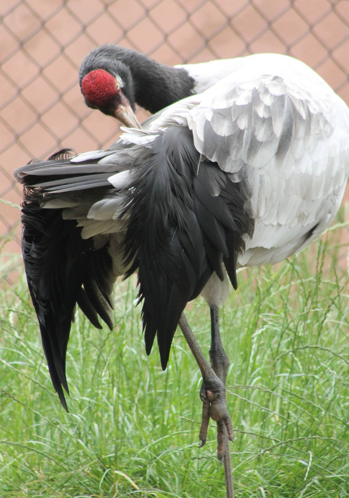 Black-necked crane