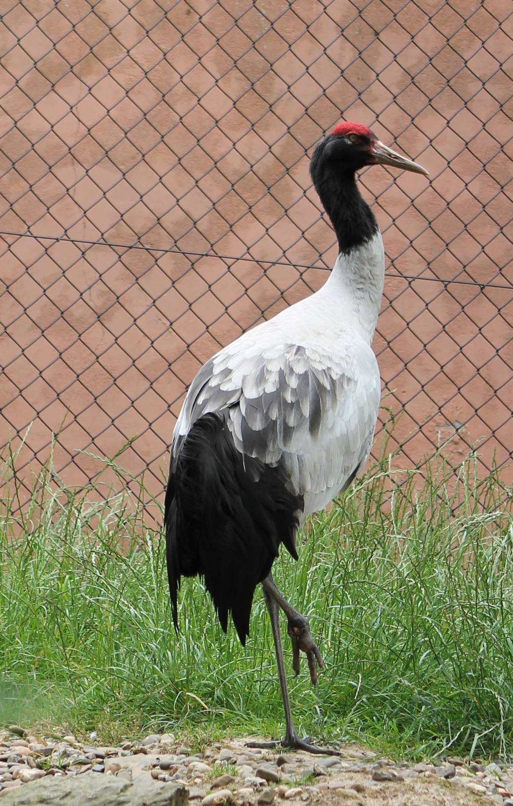 Black-necked crane