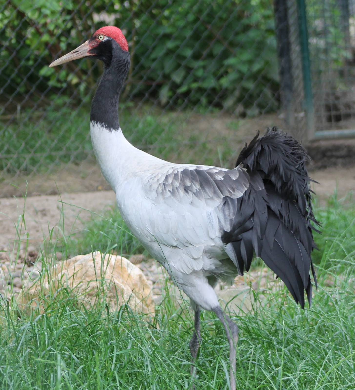 Black-necked crane