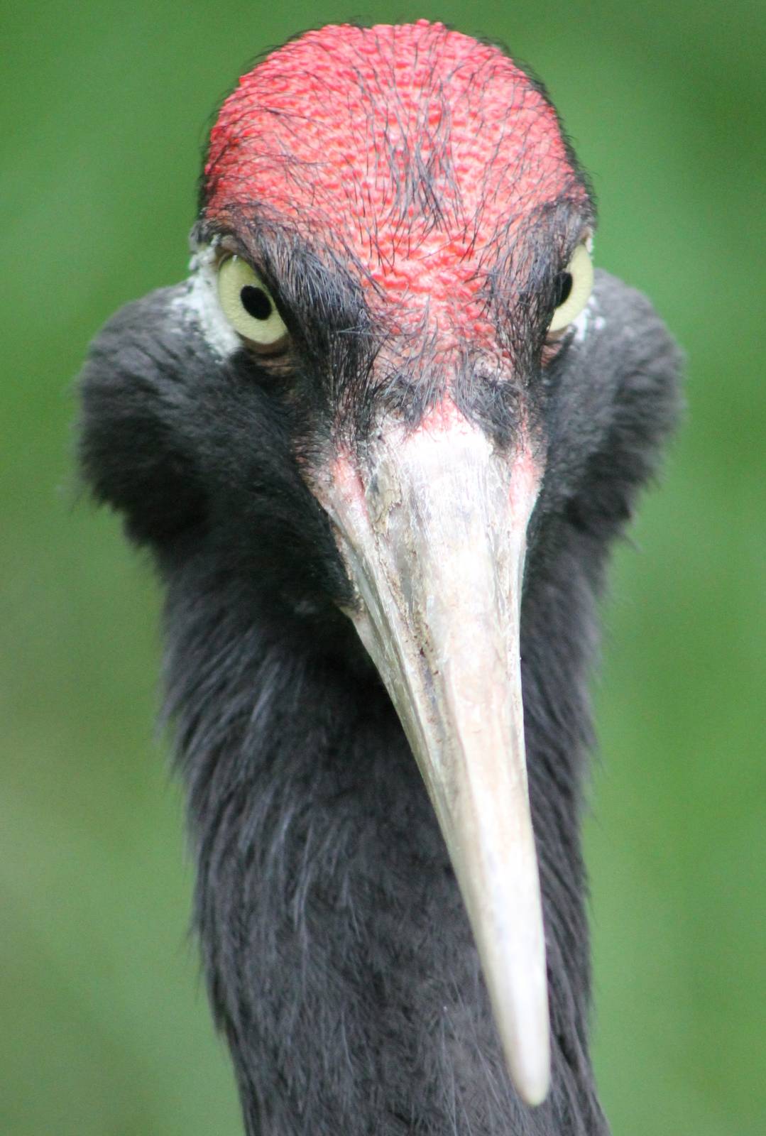 Black-necked crane