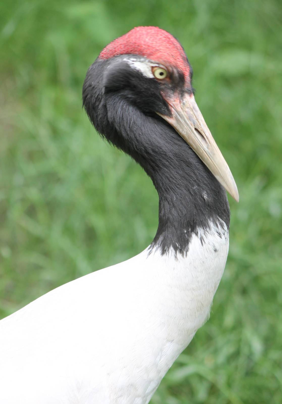 Black-necked crane