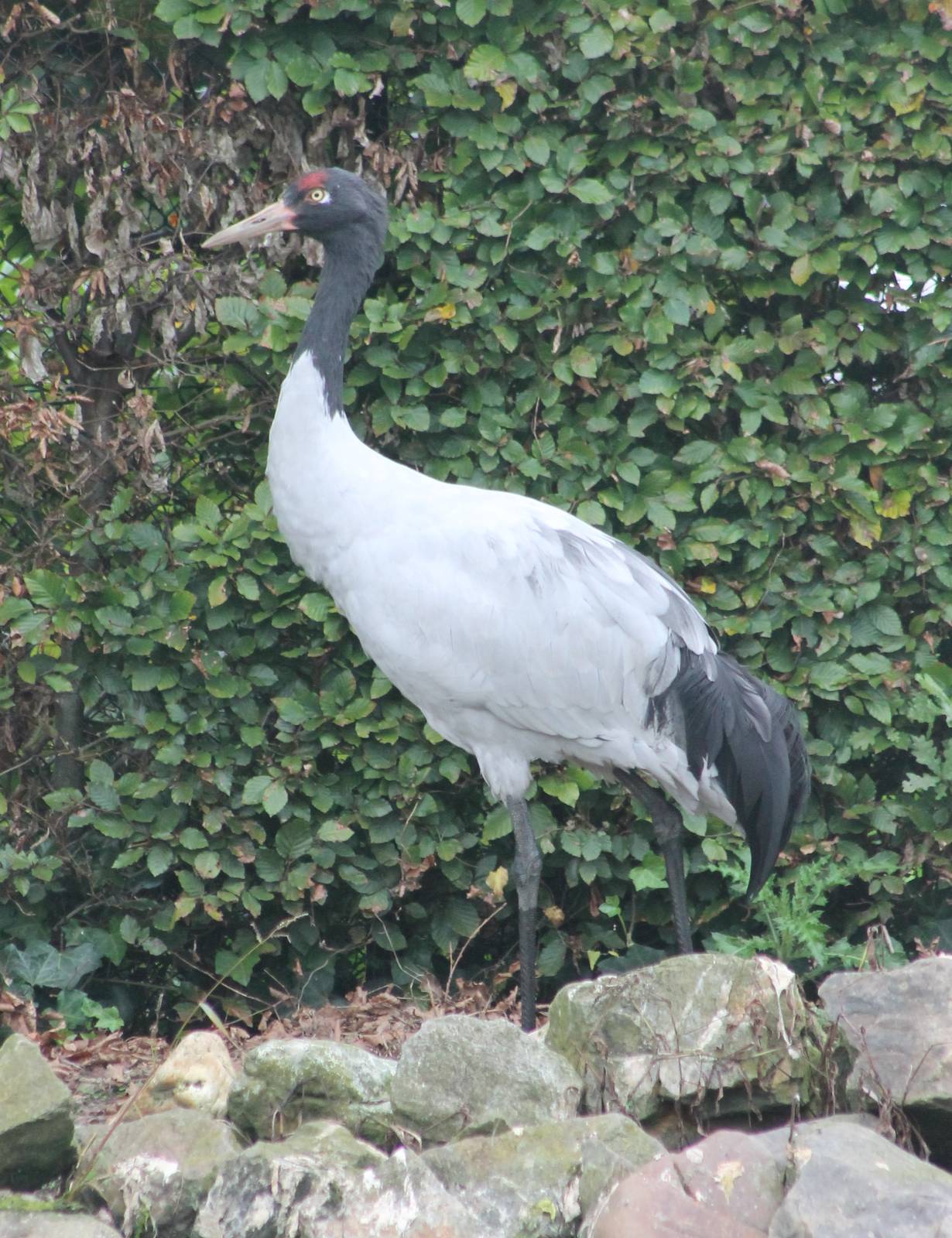 Black-necked crane
