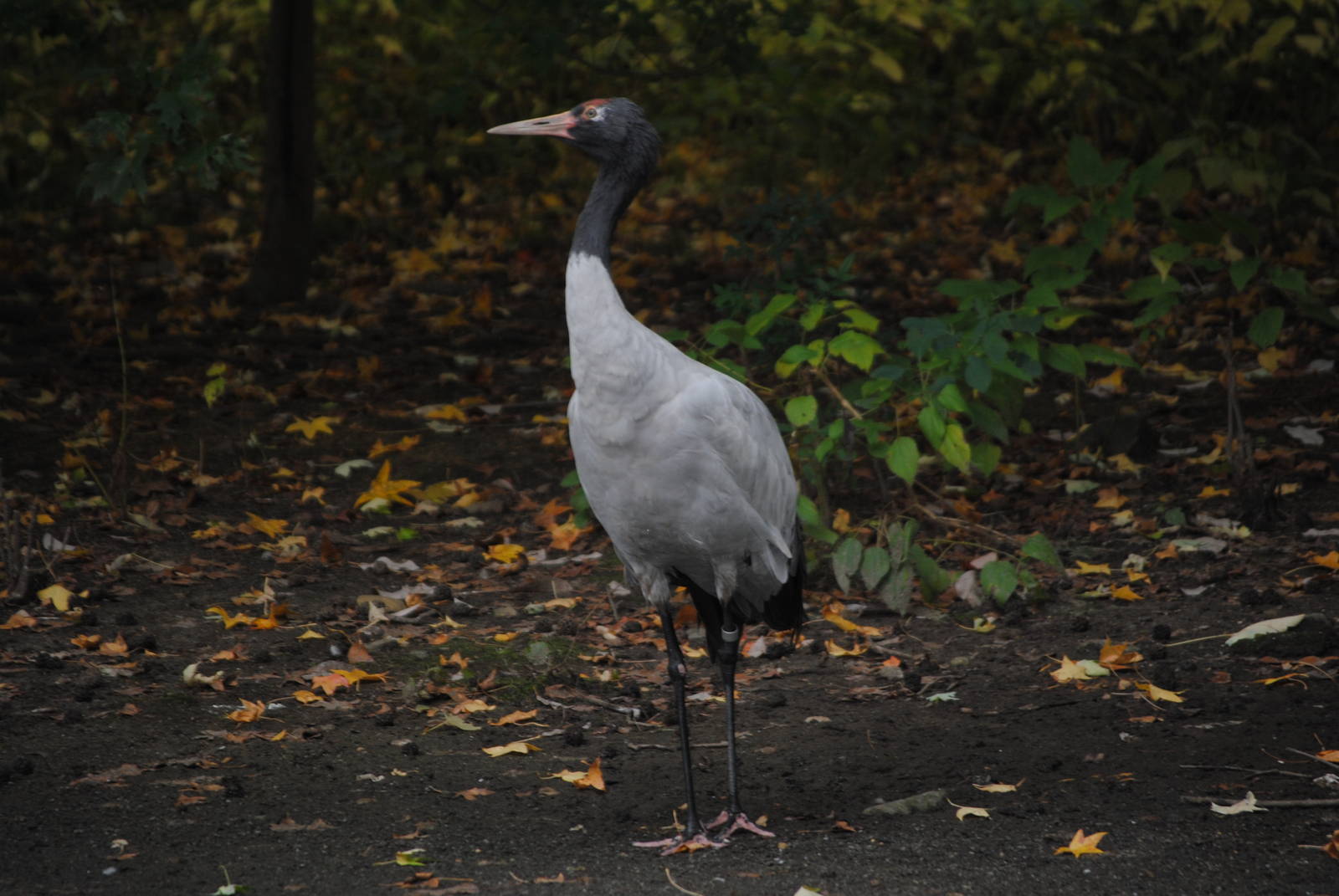Black-Necked Crane