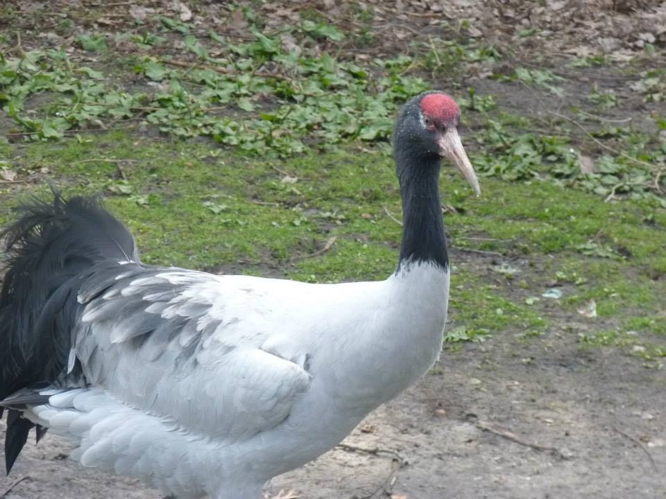 Black necked crane