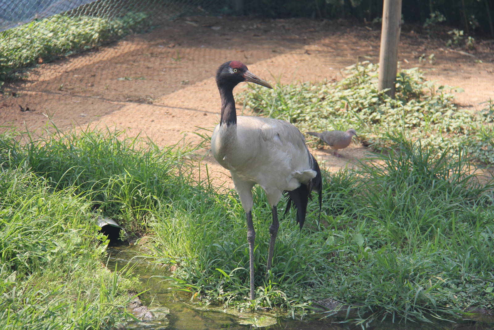 Black-necked crane