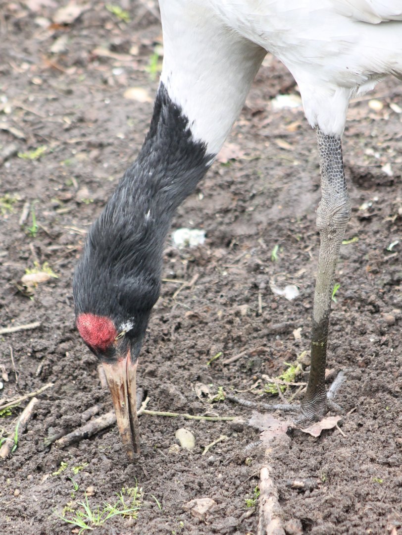 Black-necked Crane