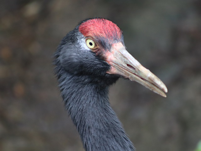 Black-necked Crane