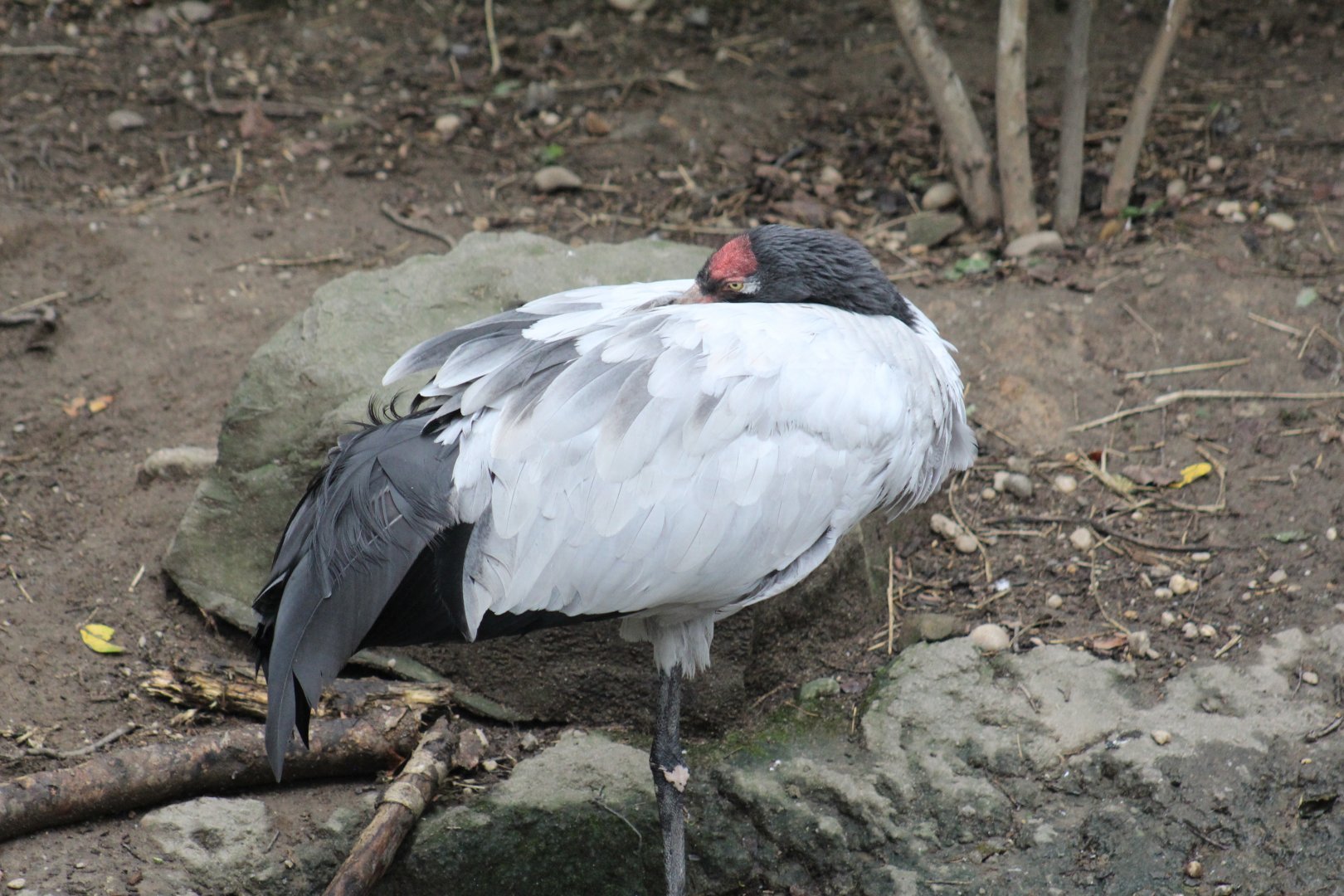 Black-Necked Crane