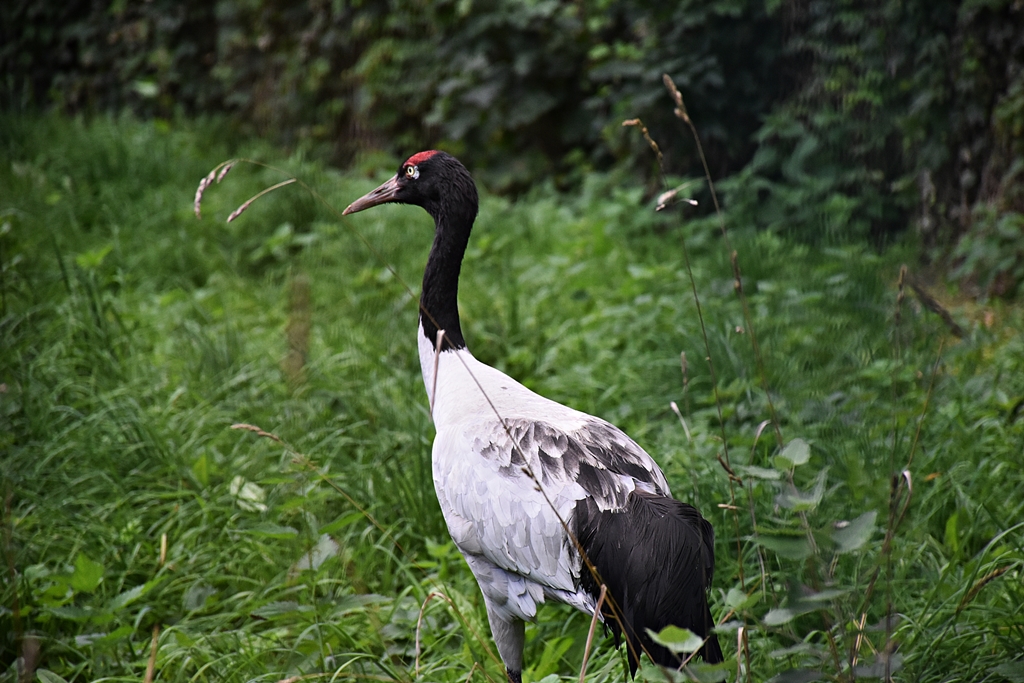 Black-necked crane