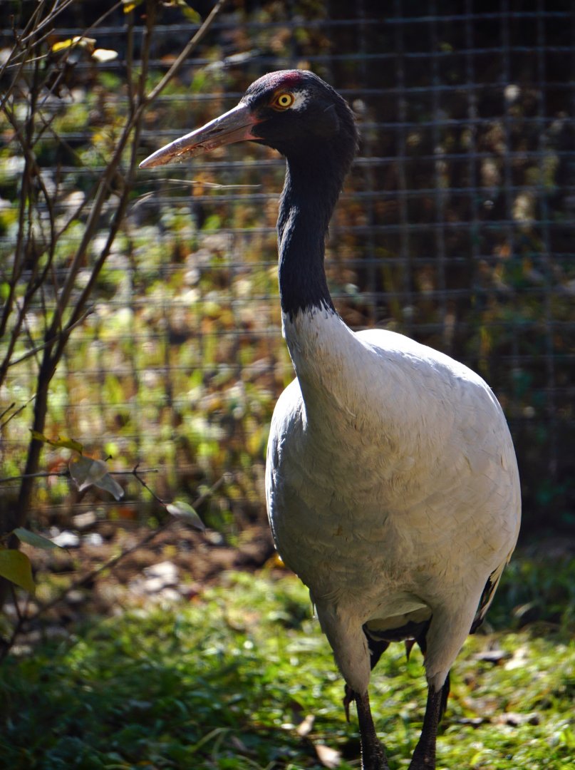 Black-necked crane