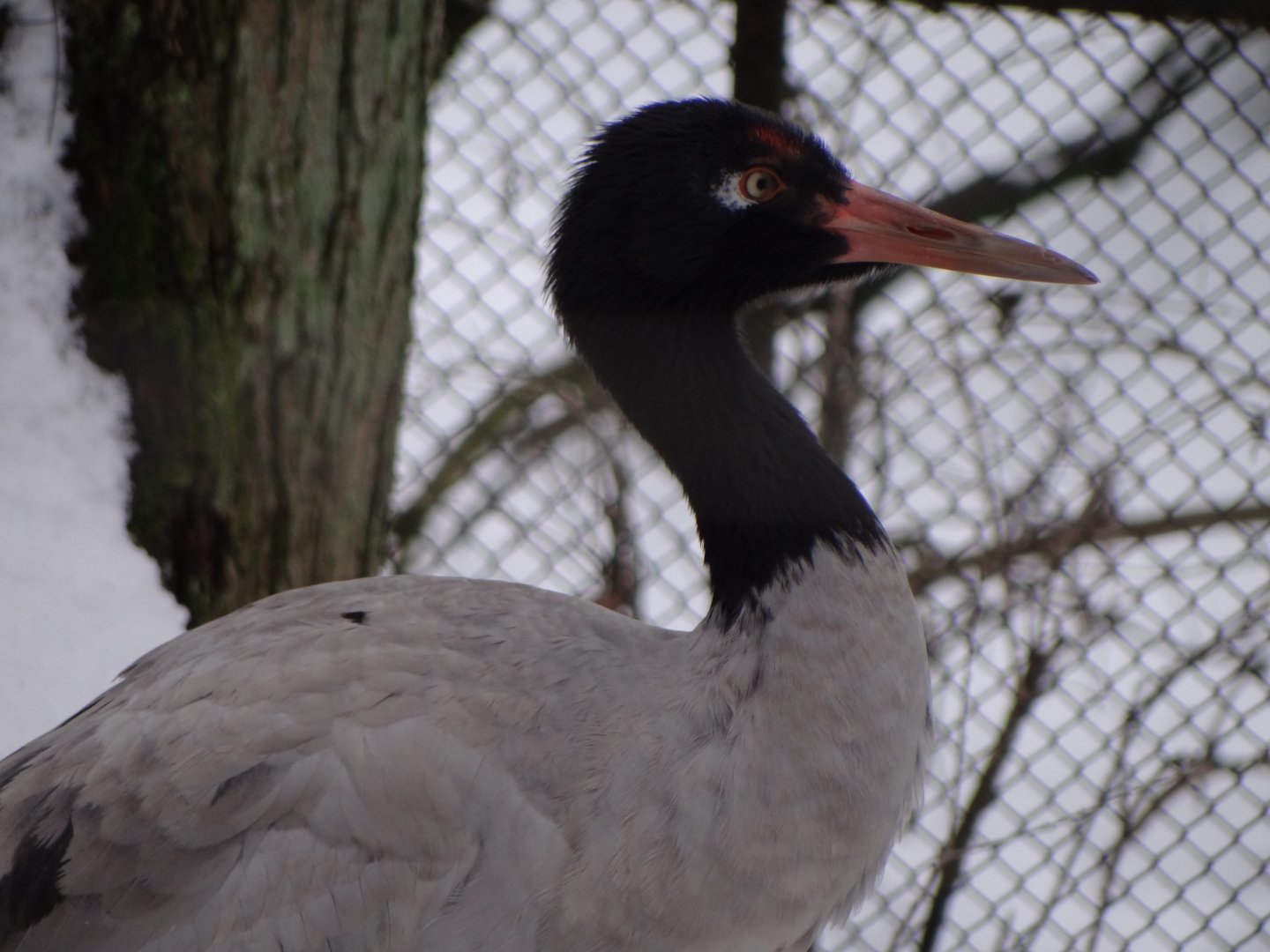 Black-necked Crane