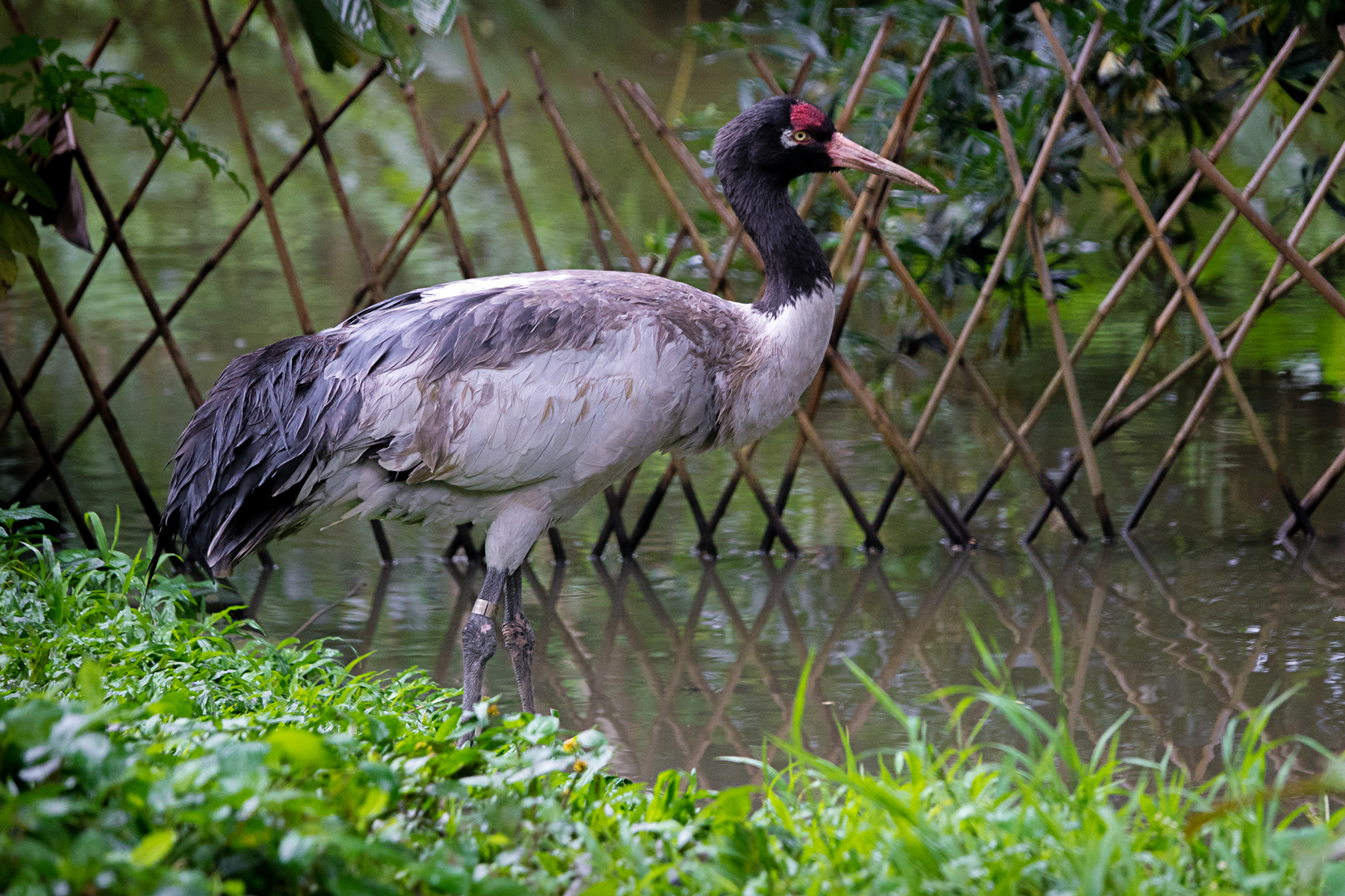 Black-necked crane