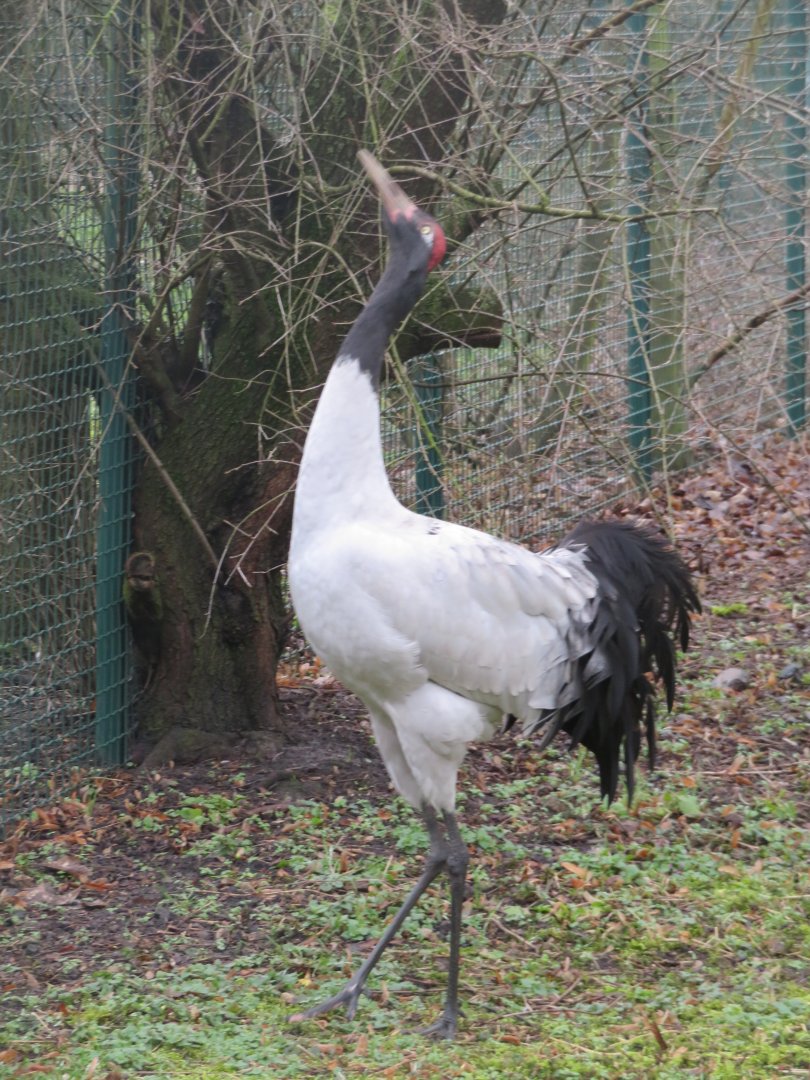 Black necked crane
