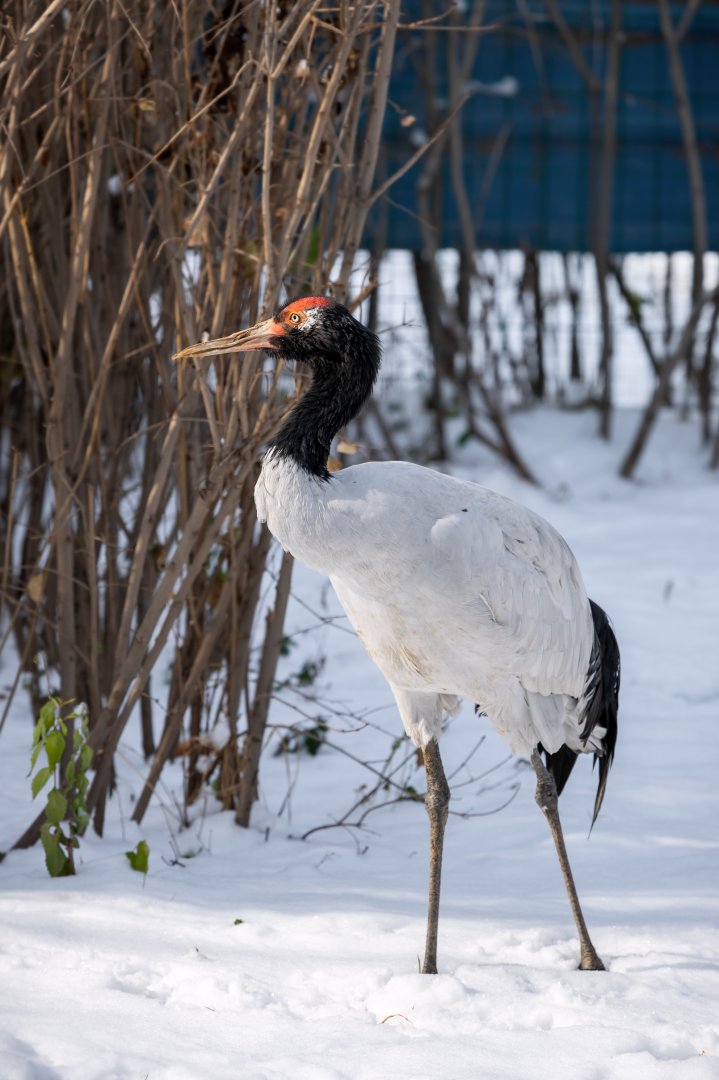 Black-necked crane