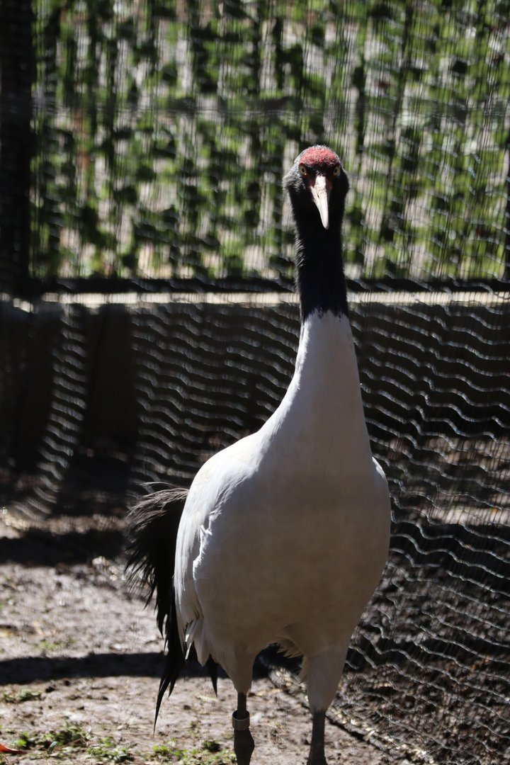 Black-necked crane