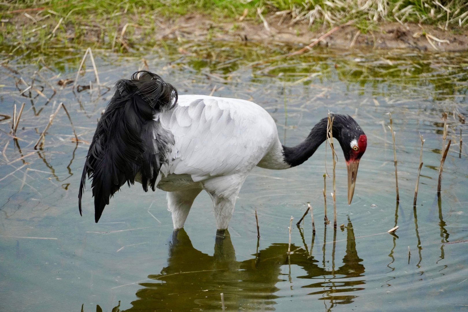 Black-Necked Crane