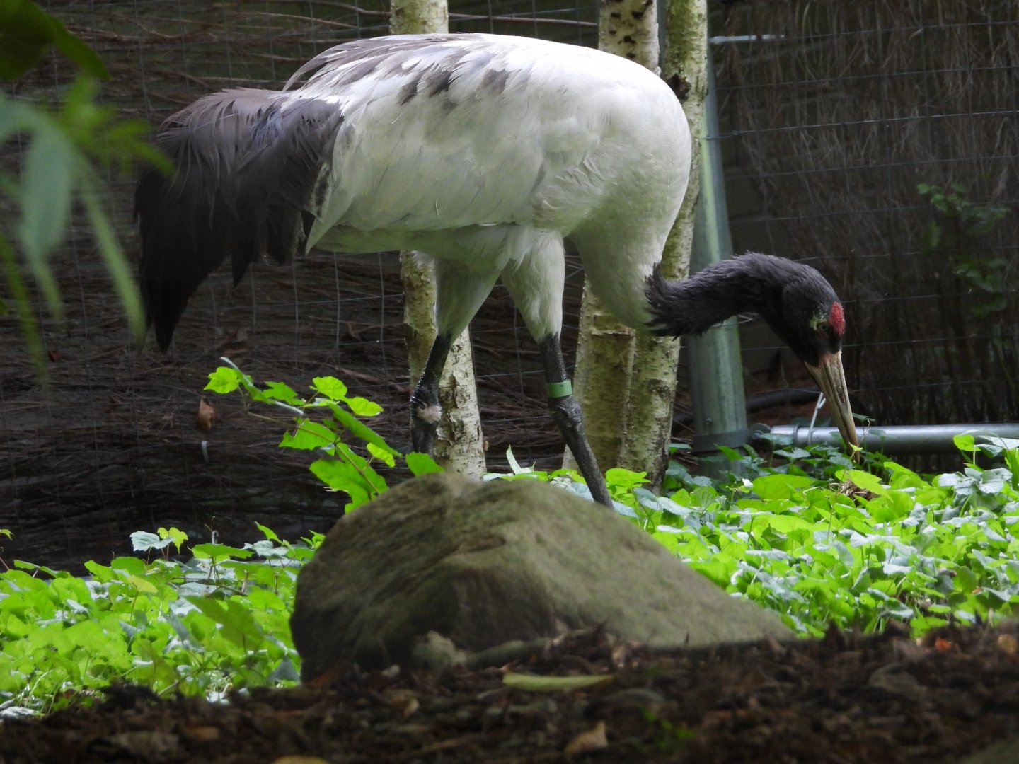 Black-necked crane