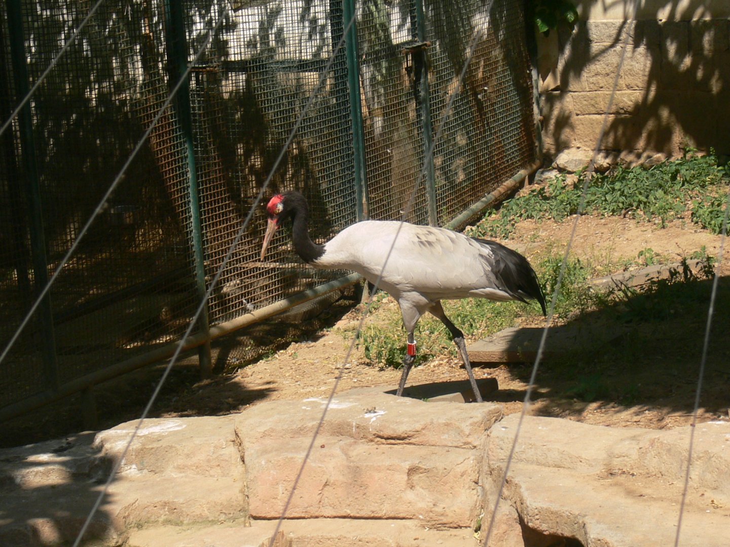 Black-necked Crane