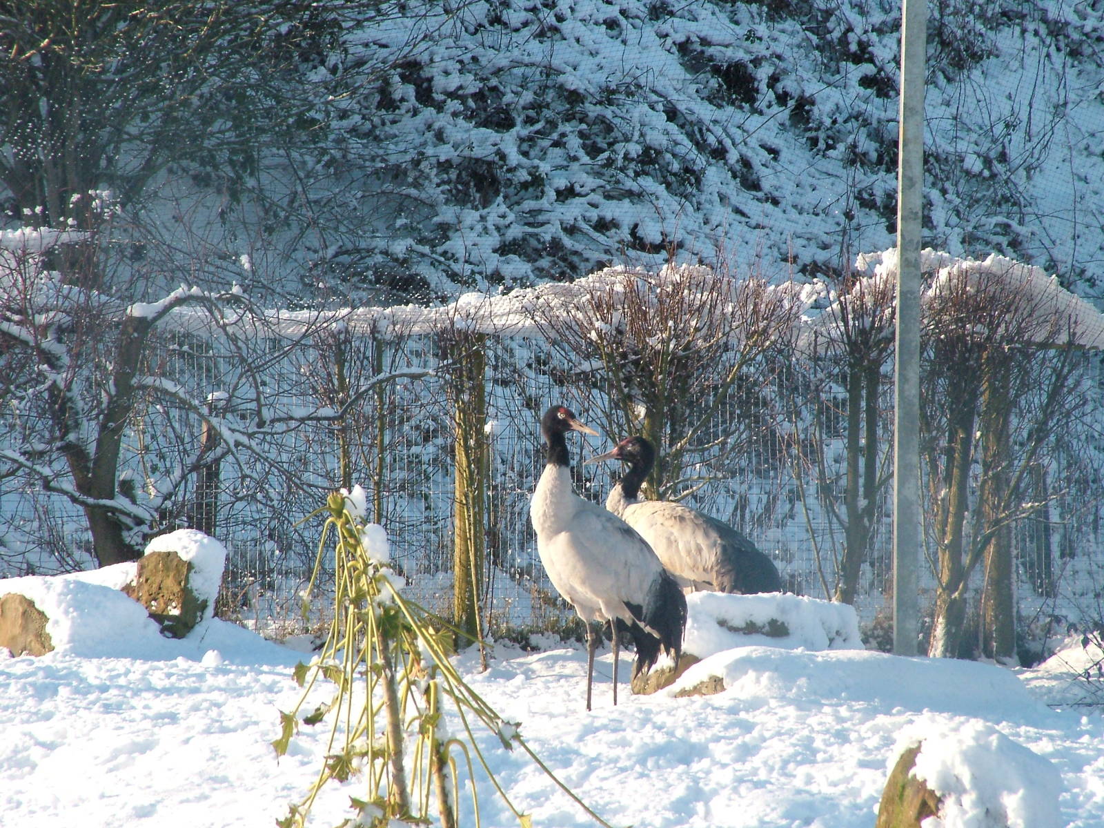 Black-necked Cranes, Blackbrook in the Snow, 03/01/10