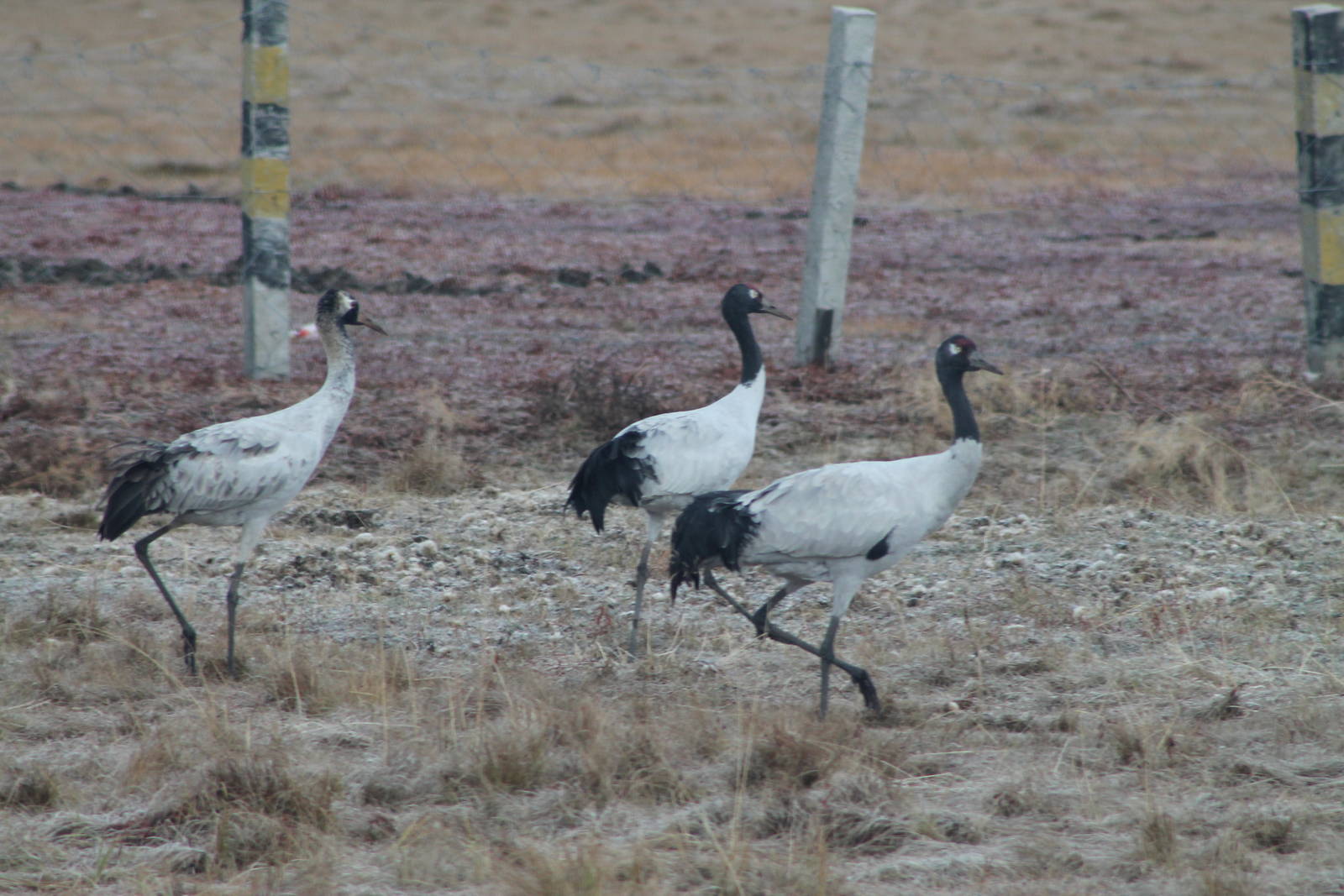 Black-necked cranes (Grus nigricollis)
