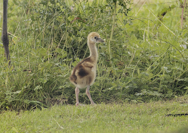 Black-necked crowned crane chick