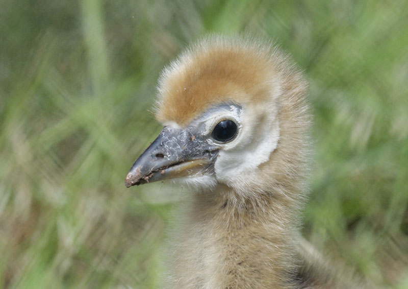 Black-necked crowned crane chick