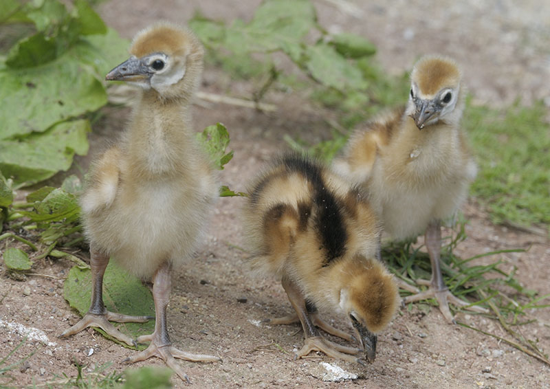 Black-necked crowned crane chicks
