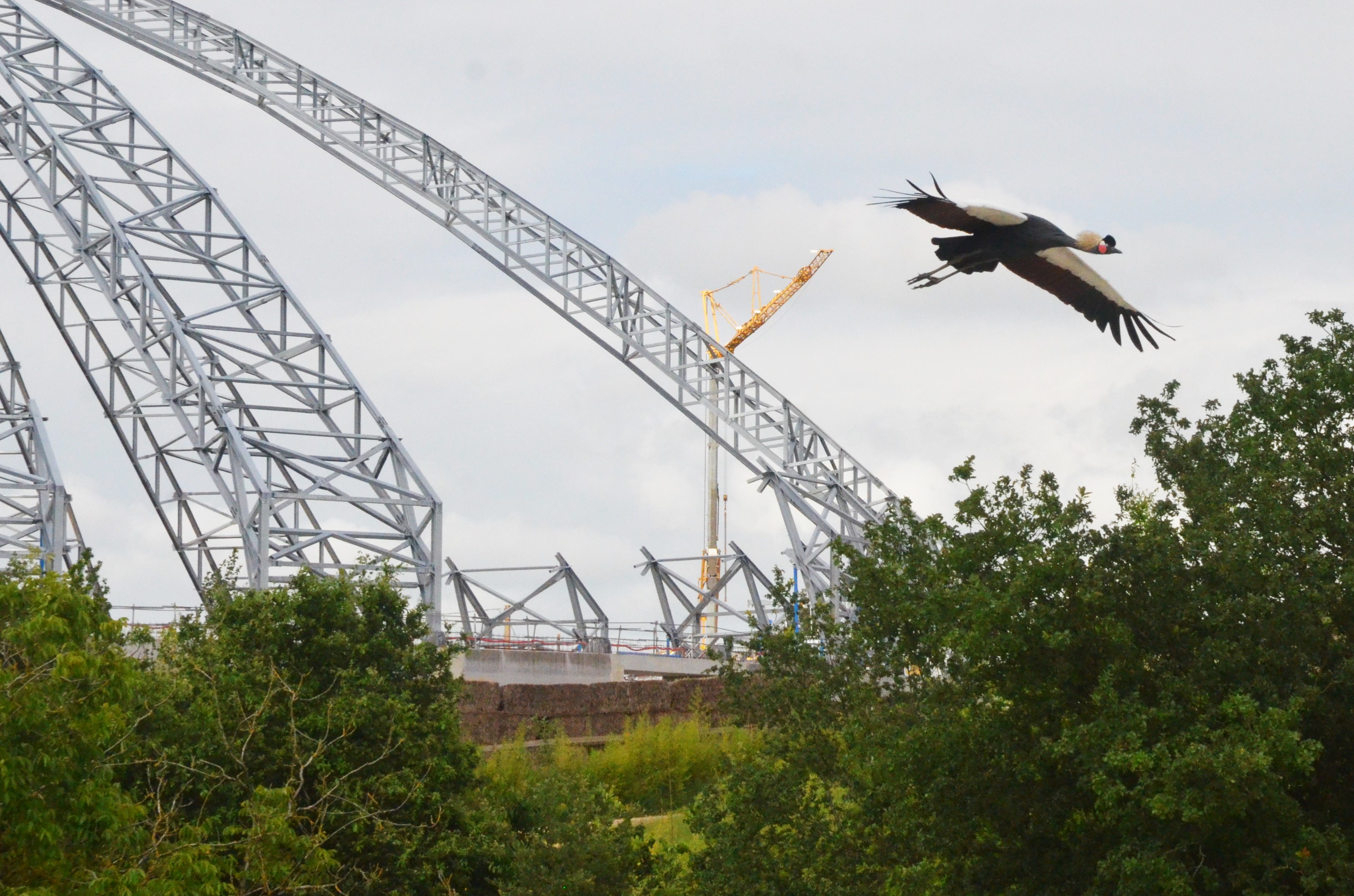 Black-necked Crowned Crane - Les Maîtres des Airs at Beauval, 12/06/18