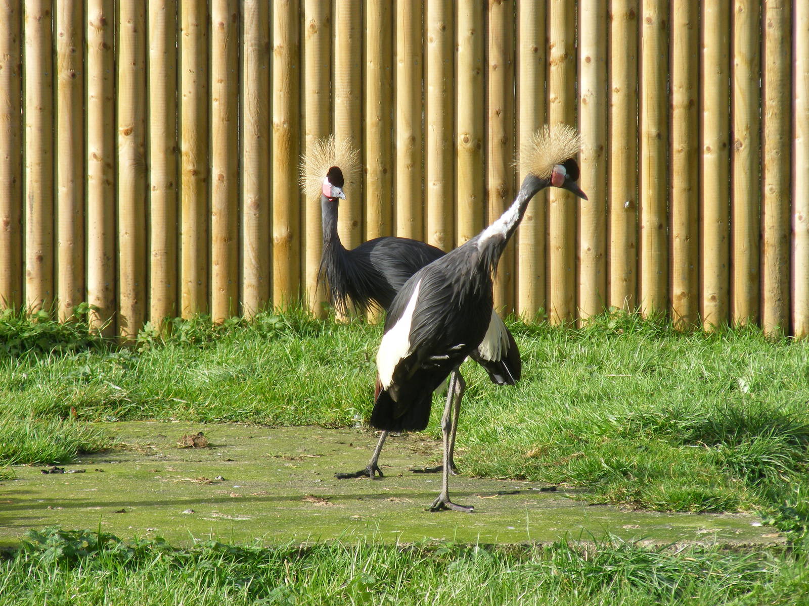 Black-necked crowned cranes at Blackbrook Zoo, 13 November 2010