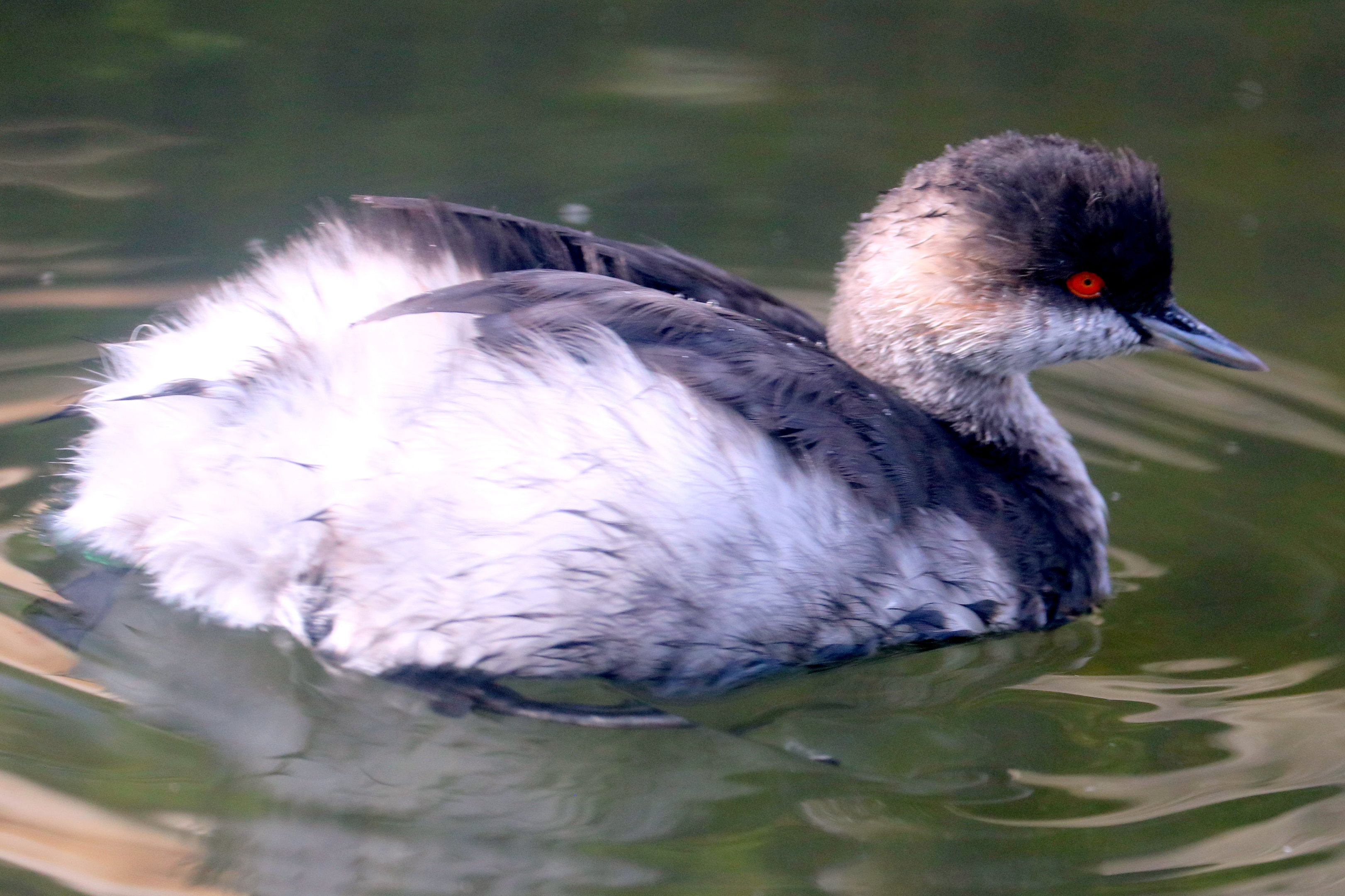 Black-necked grebe; Arundel; 6th October 2022