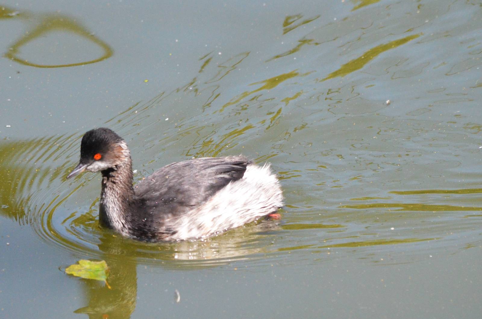 Black-necked Grebe at Zurich Zoo, 12/09/16