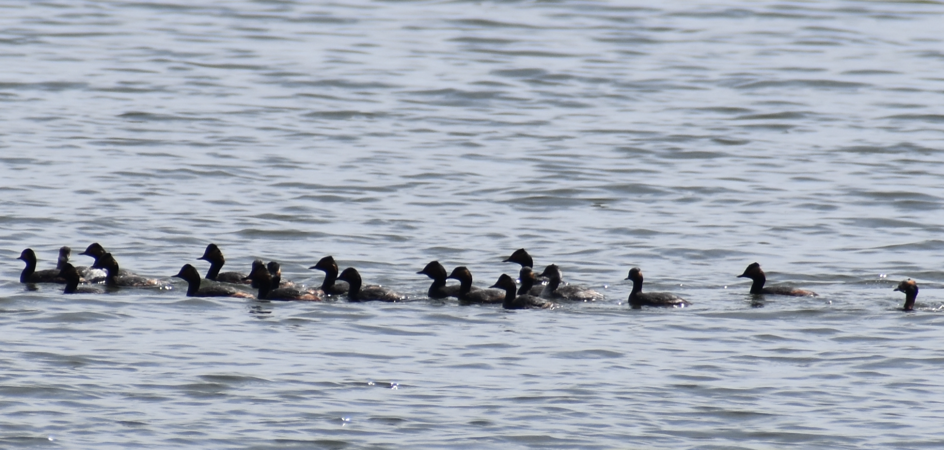 Black Necked Grebe & Horned Grebe ~ Kasai Rinkai Bird Sanctuary